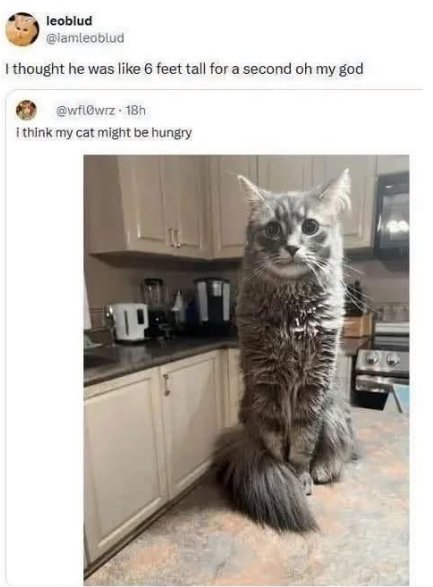 caturday 6 foot majorgeeks.jpg